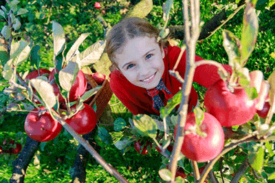6 vergers près de Montréal où cueillir des pommes cet automne