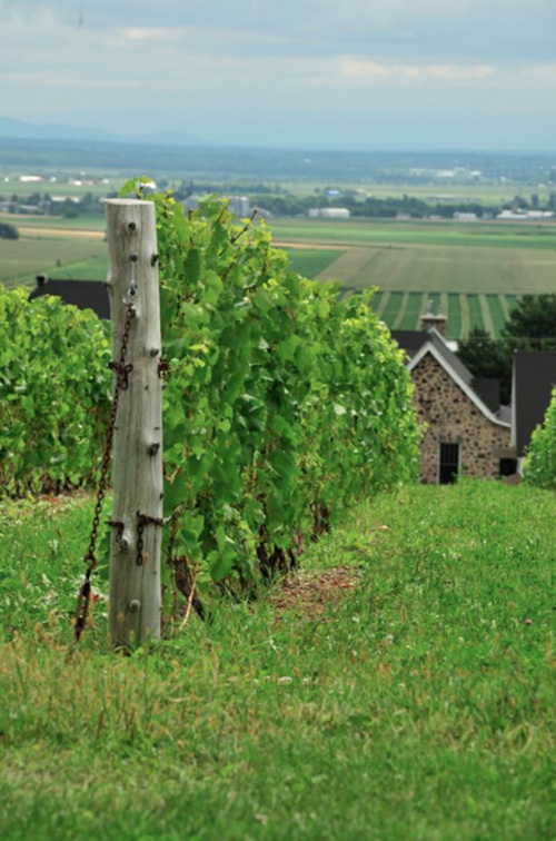 Vignoble du Marathonien Vin de Glace - The Quirky Cork